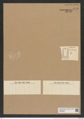 Hemiaulus arcticus Grun. (de-Toni-Nr.: Genus 117, Species 3365) Zeichnungen Sammlung Grunow Nr. 6773 (NHMW-BOT-W0375606)